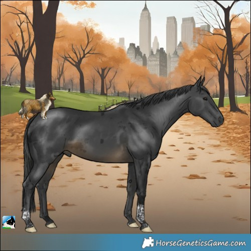 Horse Color:Gray Buckskin Merle Tobiano 