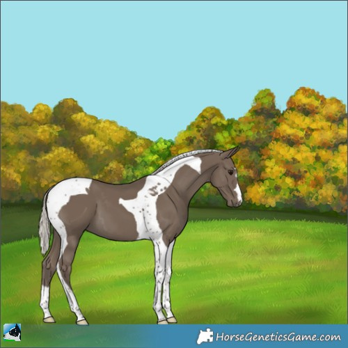 Horse Color:Silver Smoky Black Tobiano 