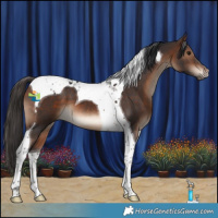 Horse Color:Bay Tobiano 