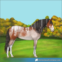 Horse Color:Powder White Bay Rabicano 