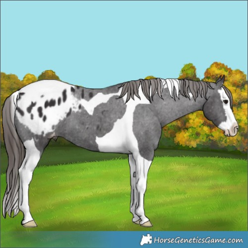 Horse Color:Smoky Black Splash Tobiano Appaloosa 