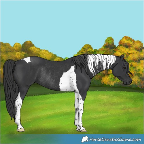 Horse Color:Black Tobiano Rabicano 