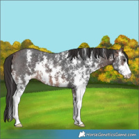 Horse Color:Brown Sabino 