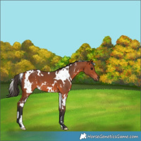 Horse Color:White Spotted Bay 