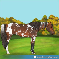 Horse Color:White Spotted Bay 