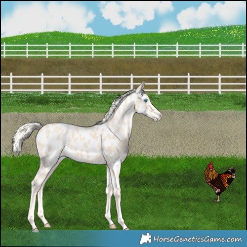 Horse Color:Cremello Near Leopard 