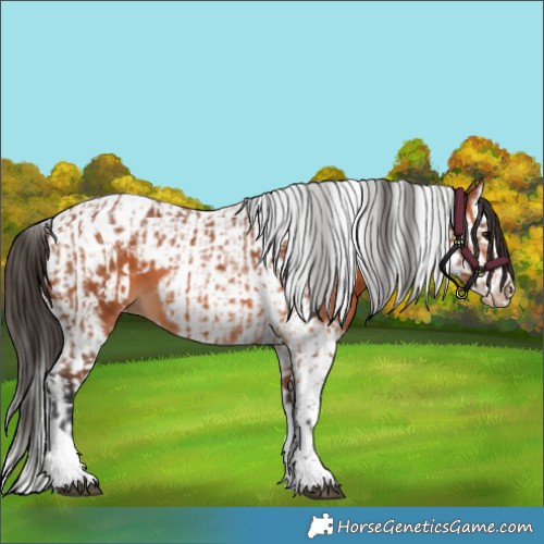 Horse Color:Bay Splash Tobiano Appaloosa  and Bay Splash Tobiano Frame Appaloosa 