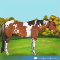 Horse Color:White Spotted Bay Tobiano 