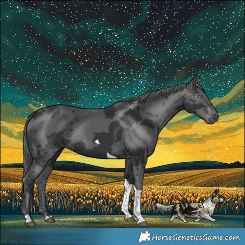 Horse Color:Black Merle Tobiano