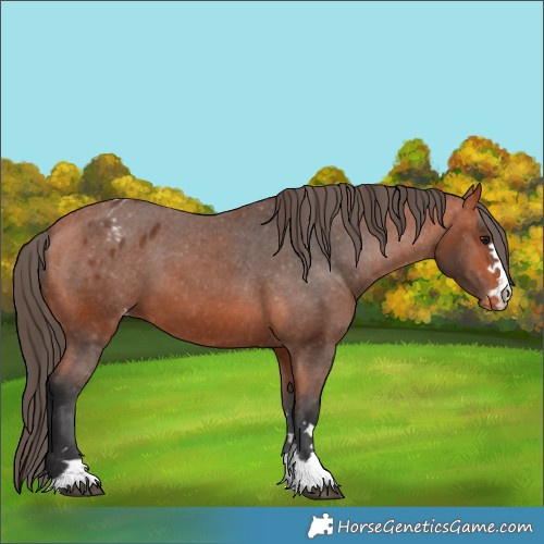 Horse Color:Bay Appaloosa 