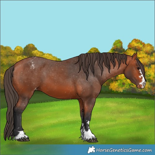 Horse Color:Bay Appaloosa 