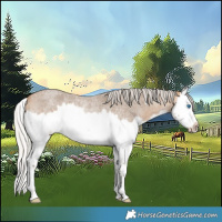 Horse Color:Silver Buckskin Roan Splash Frame Rabicano 