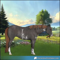 Horse Color:Liver Chestnut Sabino Rabicano 