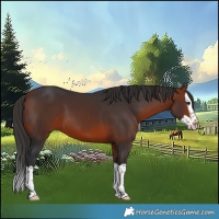 Horse Color:Bay Splash