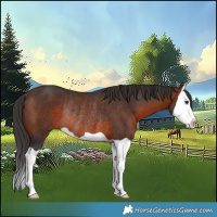 Horse Color:Brown Splash Rabicano 