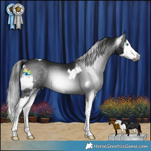 Horse Color:Gray Blue Roan Splash Appaloosa  and Gray Black Splash 