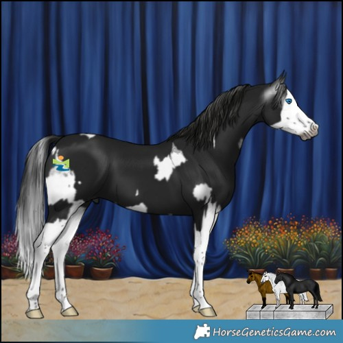 Horse Color:Gray Blue Roan Splash Appaloosa  and Gray Black Splash 