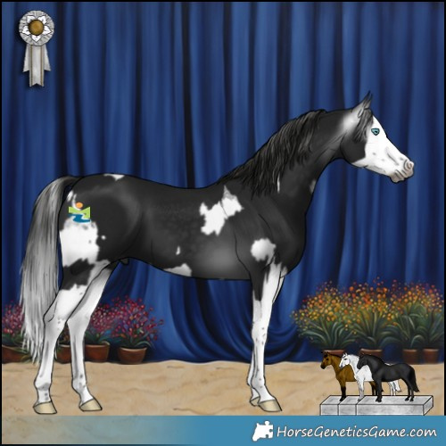 Horse Color:Gray Blue Roan Splash Appaloosa  and Gray Black Splash 