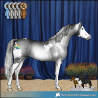 Horse Color:Gray Blue Roan Splash Appaloosa  and Gray Black Splash 