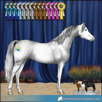 Horse Color:Gray Blue Roan Splash Appaloosa  and Gray Black Splash 