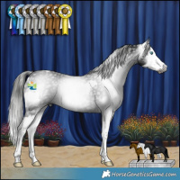 Horse Color:Gray Blue Roan Splash Appaloosa and Gray Black Splash