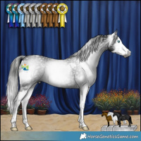 Horse Color:Gray Blue Roan Splash Appaloosa  and Gray Black Splash 