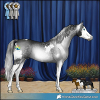 Horse Color:Gray Blue Roan Splash Appaloosa and Gray Black Splash