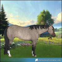Horse Color:Brown Dun Rabicano 