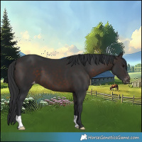 Horse Color:Brown Appaloosa 