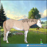 Horse Color:Perlino Splash Rabicano