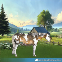Horse Color:White Spotted Silver Buckskin Splash Appaloosa Rabicano 