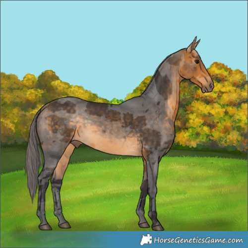 Horse Color:Buckskin Merle 