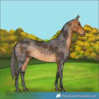 Horse Color:Buckskin Merle