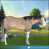 Horse Color:Bay Dun Splash Brindle 