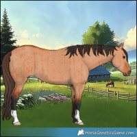 Horse Color:Bay Dun Brindle 