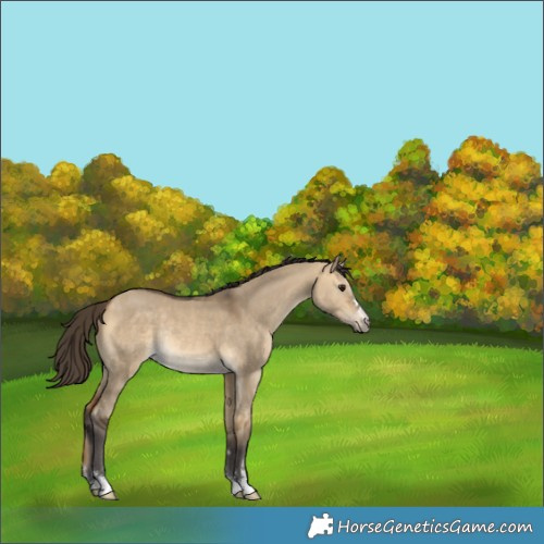 Horse Color:Buckskin Dun Rabicano 