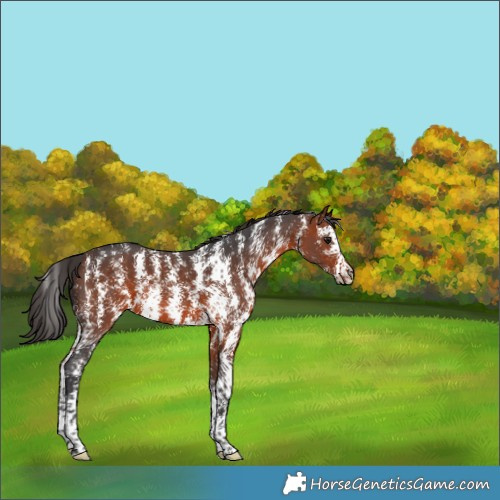 Horse Color:Bay Sabino 
