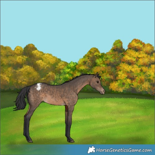 Horse Color:Brown Dun Appaloosa 