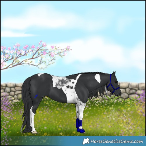 Horse Color:Black Tobiano 