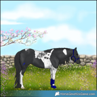 Horse Color:Black Tobiano