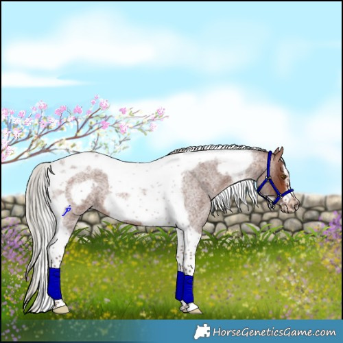 Horse Color:Silver Brown Roan Tobiano Frame 