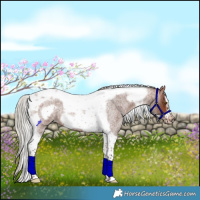 Horse Color:Silver Brown Roan Tobiano Frame 