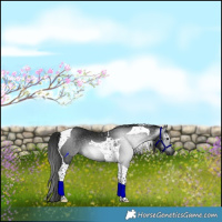 Horse Color:Gray Black Tobiano 