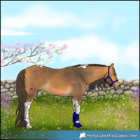 Horse Color:Buckskin Tobiano 