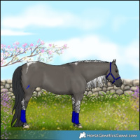 Horse Color:Grullo Tobiano