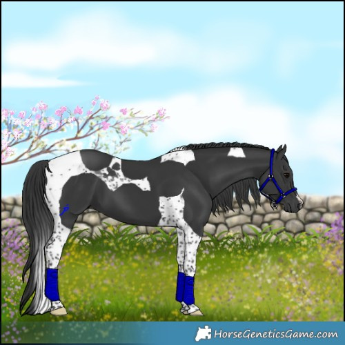 Horse Color:Black Tobiano 