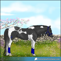 Horse Color:Black Tobiano 