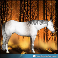 Horse Color:Gray Classic Champagne