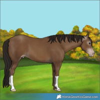 Horse Color:Gray Classic Champagne 