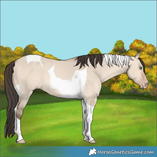 Horse Color:Amber Champagne Dun Tobiano 